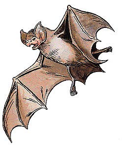 Летучая мышь (Bat)