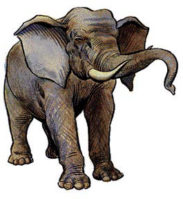 Слон (Elephant)
