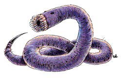 Лиловый червь (Purple Worm)