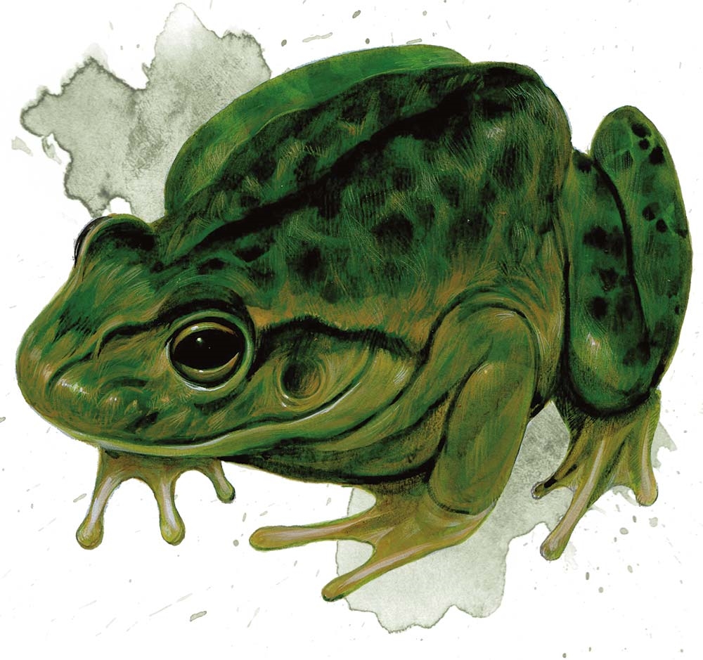 Лягушка (Frog)